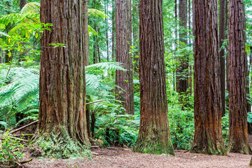 Redwoods Forest - Rotorua 