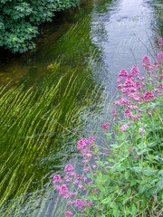 Close up view from above on the river stream with green plants flowing inline with river stream....