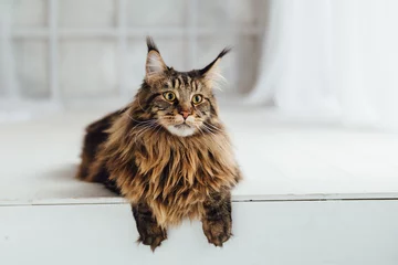 Foto auf Glas Maine Coon-Katze auf weißem Hintergrund © nikkytok