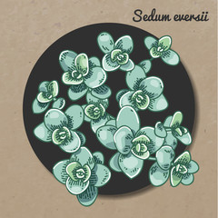 The illustration of beautiful succulent sedum eversii. Vector floral design. Botanical card.