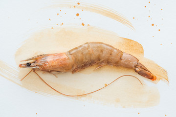 top view of single raw shrimp on white surface with watercolor strokes