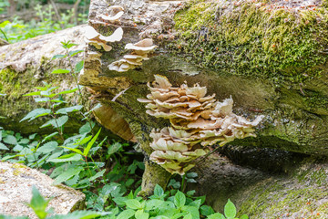 Close-up of soft ear-mushroom, Crepidotus mollis, on rotten tree stump covered with green mosses
