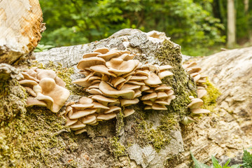 Close-up of soft ear-mushroom, Crepidotus mollis, on rotten tree stump covered with green mosses
