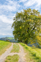 Fototapeta na wymiar Wanderweg entlang eines Feldes im Herbst