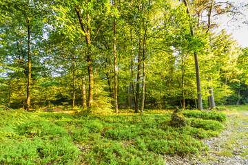 Sunny summer forest landscape in perspective on nature Veluwe Netherlands with coniferous trees like Larix and young Douglas fir trees with undergrowth of blueberry bushes and tree stump