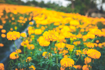 Landscape of marigolds on a marigold flowers field. Bali island.