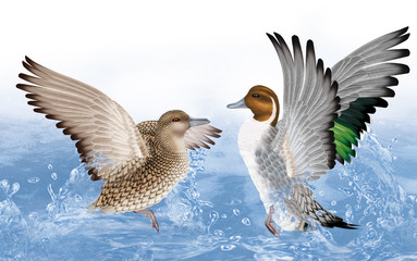 couple de  canard pilet ,anas accusa,  canard, oiseau, eau, joyeux, fraicheur, goutte, giclé d'eau nature, animal, faune, 