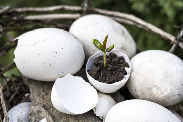 A small sprout of a tree or plant grows in the ground in an eggshell, lies in a nest with other eggs. Creative idea.