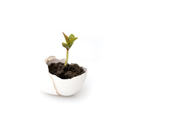 A small sprout of a tree or plant grows in the ground in an eggshell on a white background with space for text, advertising. Creative idea, copy space.