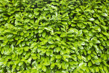 Fototapeta na wymiar Natural leaves texture of green hedge background