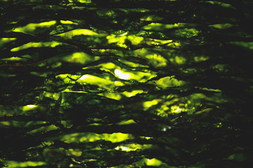 dried nori seaweed laminaria sheets