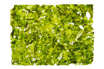 dried nori seaweed laminaria sheet, isolated on white © nikkytok