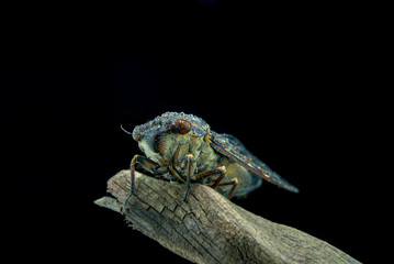 cicada close up image