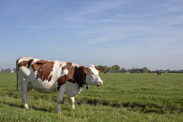 Fototapeta na wymiar Red and white cow, breed of cattle, in the Netherlands standing at the left of a green meadow, pasture with a blue sky with clouds and cows at the horizon.