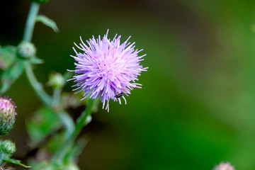 Canada Thistle Flower