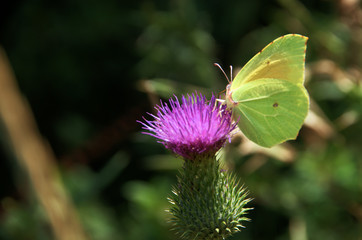 Coleas crocea; Clouded Yellow Butterfly on Thistle flower