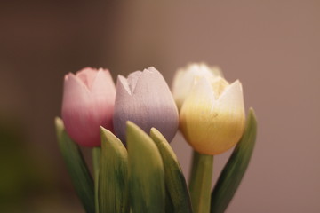 Fototapeta premium Toy tulips