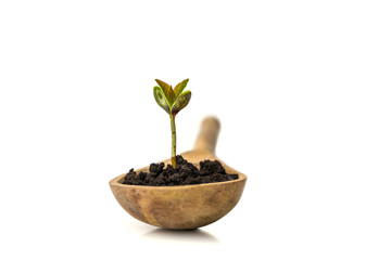 A small sprout of a tree or plant grows in the ground in a wooden spoon on a white background, close-up, isolate. Creative idea, copy space