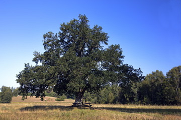 großer alter Baum