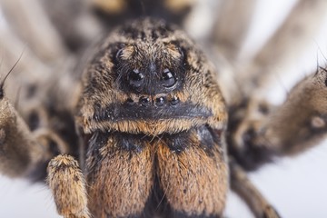 Brazilian Wandering Spider