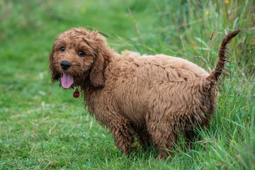 Cockapoo Puppy