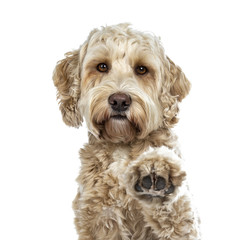 Head shot of pretty golden adult Labradoodle dog doing high five paw lifted in air looking straight...