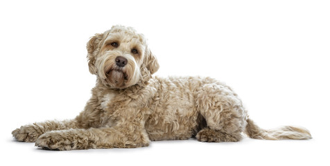 Pretty golden adult Labradoodle dog laying down side ways looking straight in lense with a cute...