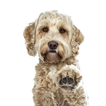 Head shot of pretty golden adult Labradoodle dog doing high five paw lifted in air looking straight in lense, isolated on white background