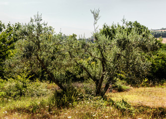 Fototapeta premium Tuscan olive tree in evening light
