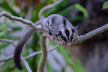 sugar glider