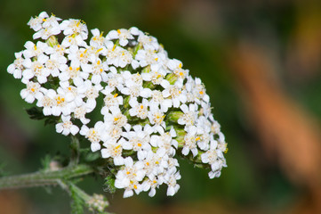 mauvaise herbe achillee millefeuille © PIERRE