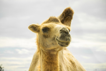 Dromedary camel head close up