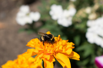 Bee on flower