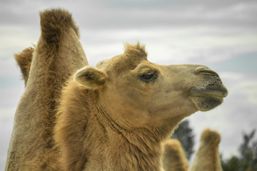 Dromedary camel head