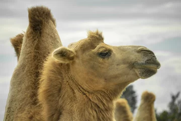 Foto op Plexiglas Dromedary camel head © mamik77777
