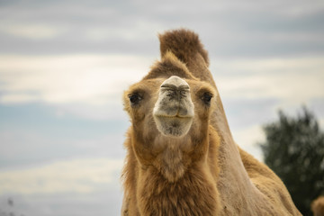 Dromedary camel head