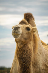 Dromedary camel head