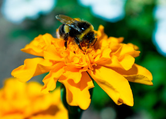 Bee on flower