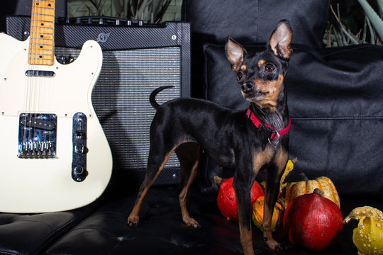 รูปภาพFrechdachs – เลือกดูภาพถ่ายสต็อก เวกเตอร์ และวิดีโอ653 | Adobe Stock