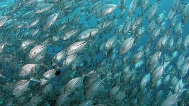 A huge school of Jackss (Caranx latus, horse eye jack) in open ocean, Indonesia, slow motion, shot on RED