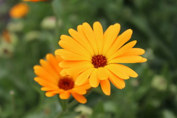 Bright marigold flowers