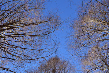 Winter sky in forest
