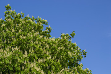 Blühender Kastanienbaum