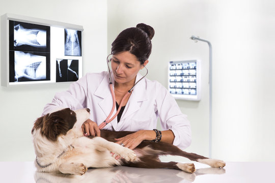 Veterinarian examining a dog while doing checkup at clinic. Border Collie Dog..