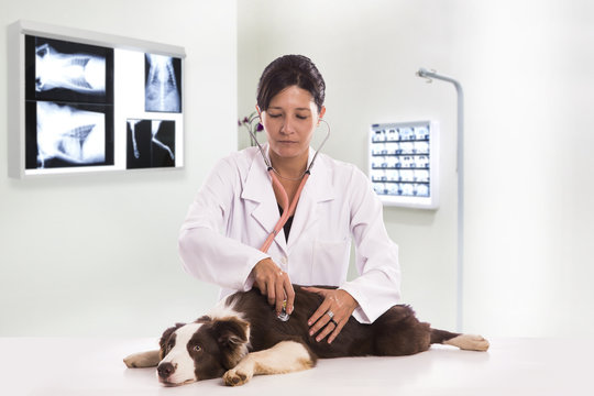 Veterinarian examining a dog while doing checkup at clinic. Border Collie Dog..
