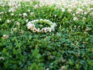 clover, repens crown or coronet