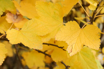 Yellow autumn leaves