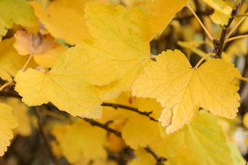 Naklejka na ściany i meble Yellow autumn leaves