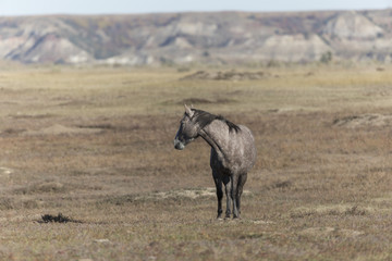 Wild Mustang at Theodore Roosevelt National Park in North Dakota, USA