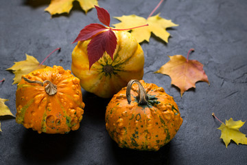 Composition of a different varieties of mini pumpkins and autumn colorful  leafs on dark concrete background